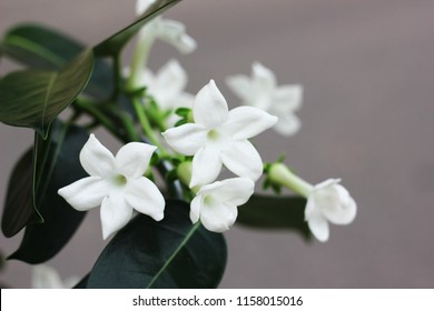 Stephanotis In A Pot