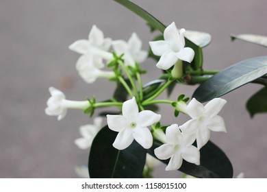 Stephanotis In A Pot