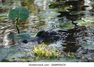 Stephen Foster State Park Wildlife And Nature