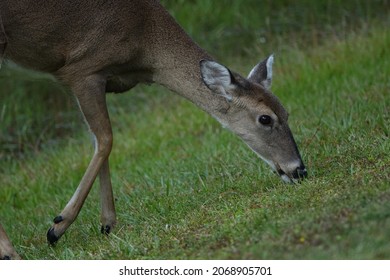 Stephen Foster State Park Wildlife And Nature