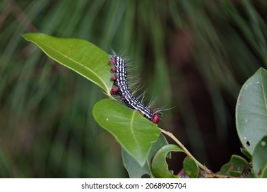 Stephen Foster State Park Wildlife And Nature