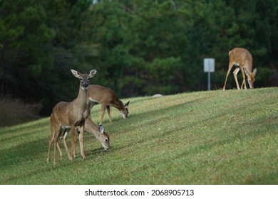 Stephen Foster State Park Wildlife And Nature