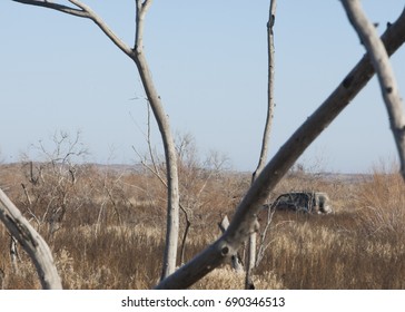 steppe
