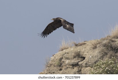 Steppe Eagle