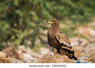 Steppe Eagle India Images Stock Photos Vectors Shutterstock