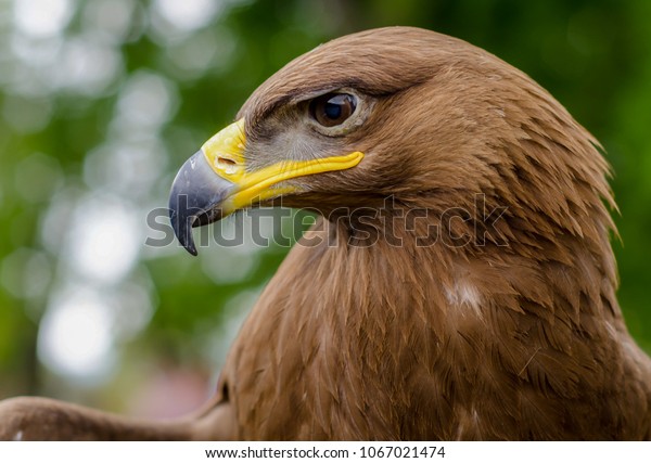 Steppe Eagle Birds Pakistan Stock Photo Edit Now 1067021474