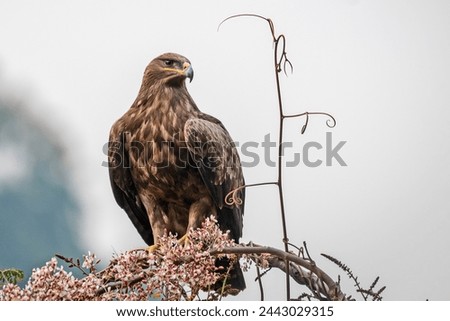 Similar – Image, Stock Photo more light over there