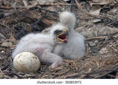 steppe eagle chicks