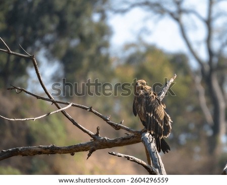 A Steppe eagle or Eastern Imperial Eagle, Like all eagles, it belongs to the family Accipitridae.  