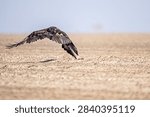 A Steppe eagle in flight with wings down
