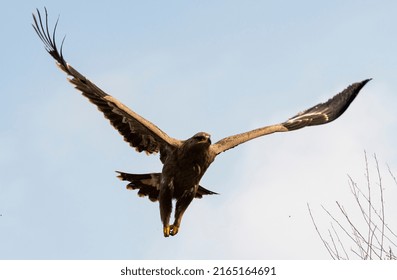 Steppe eagle flying on sky with both wings open