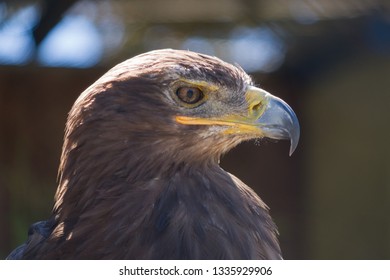 Steppe Eagle focused on looking for prey.