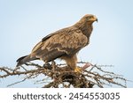 Steppe eagle guards kill on whistling thorn