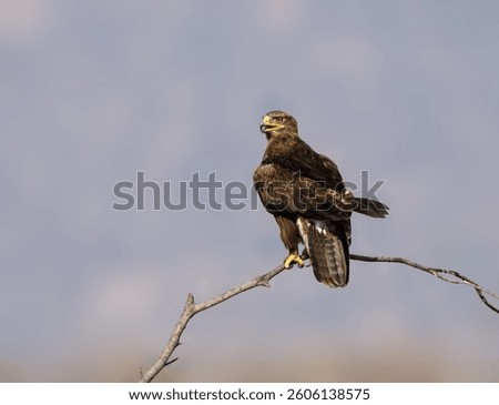Steppe Eagle perched on a dry branch against  soft grey background