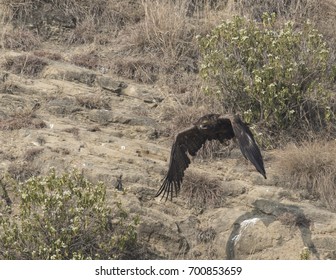 Steppe Eagle taking off