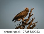 Steppe eagle turns head perched on branch