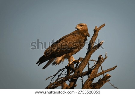 Steppe eagle turns head perched on branch