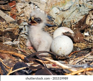 Steppe Eagle young chick in the nest. The rare bird Aquila nipalensis of prey protected species 