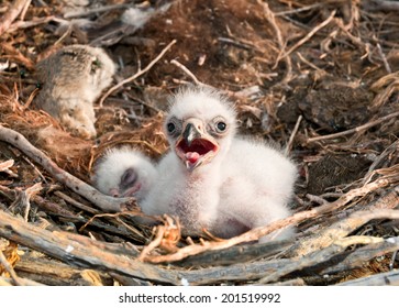 Steppe Eagle young chick in the nest. The rare bird Aquila nipalensis of prey protected species 