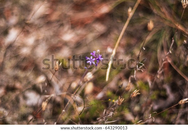 Steppe Flower Stock Photo Edit Now