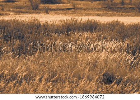 Steppe landscape at dusk with alternating light and dark areas of grass. Sunset in the steppe. Selective focus.