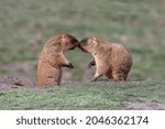 steppe marmot, bayback, bobak marmot, сonversation, tet-a-tet, Sincere conversation 