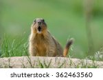 Steppe marmot (Marmota bobak)