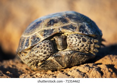 Timber Rattlesnake Crotalus Horridus Coiled Strike Stock Photo (Edit ...