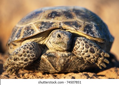 Steppe Tortoise Testudo Agrionemys Horsfieldii Stock Photo 74507851 ...