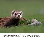 Steppe weasels or Masked polecats (Mustela eversmanii) in natural habitat, Dobrogea, Romania