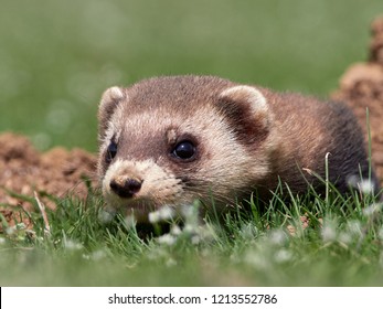 Polecat Images, Stock Photos & Vectors | Shutterstock