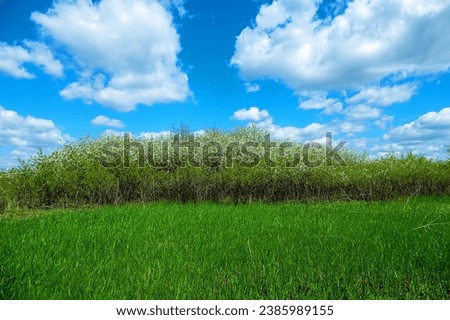 Steppe wild frutescent cherry - gean (Prunus chamaecerasus). Plot of forest-steppe, blooming wild fruit trees. Type of biocenosis close to natural, primal steppe. Rostov region, Russia