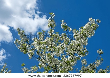 Steppe wild frutescent cherry (Prunus chamaecerasus, Cerasus fruticosa). Plot of forest-steppe, blooming wild fruit trees. Type of biocenosis close to natural, primal steppe. Rostov region, Russia