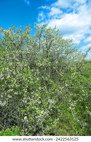 Steppe wild frutescent cherry (Prunus chamaecerasus, Cerasus fruticosa). Plot of forest-steppe, blooming wild fruit trees. Type of biocenosis close to natural, primal steppe. Rostov region, Russia