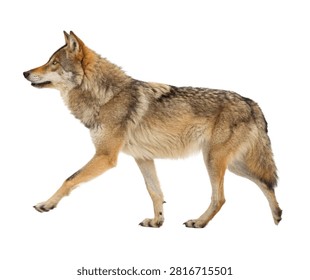 Steppe Wolf Walking Confidently Lean Body Stru Isolated On White Background