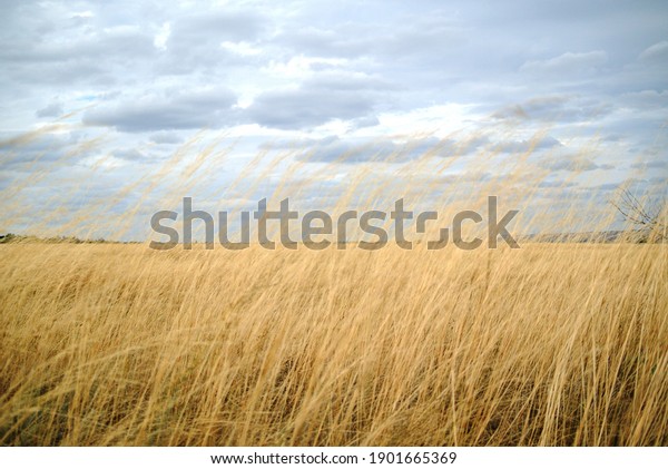 In the steppe, yellowed grass to the horizon and\
storm clouds