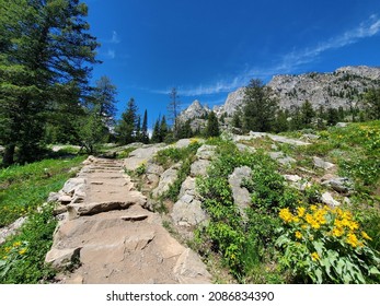 Stepped Inspiration Point Trail that overlooks Jenny Lake. Trail is lined with arrowleaf balsamroot flowers and pine trees. Photographed in Grand Teton National Park, Wyoming