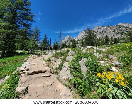 Stepped Inspiration Point Trail that overlooks Jenny Lake. Trail is lined with arrowleaf balsamroot flowers and pine trees. Photographed in Grand Teton National Park, Wyoming