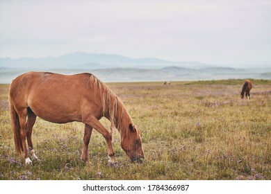 Steppes Of Karkara With Grazing Animals. Kazakhstan