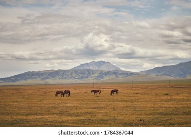 Steppes Of Karkara With Grazing Animals. Kazakhstan