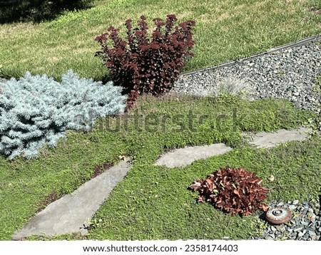 Stepping stones set in the garden with creeping thyme used as a ground cover that gives the appearance of grass