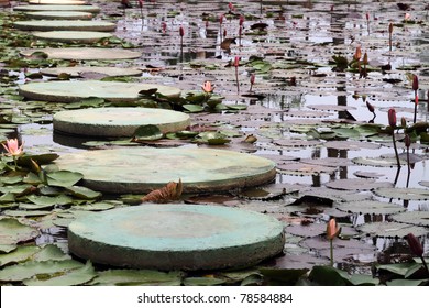 Stepping Stones Through A Water Lily Pond