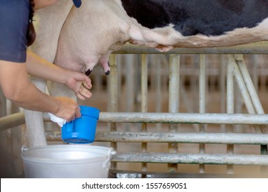 Steps Before Milking Cow Must Have Stock Photo 1557659051 | Shutterstock