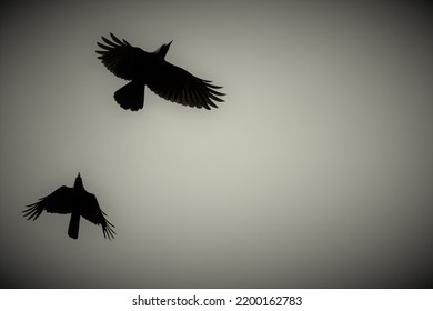 667 Bird flying step Images, Stock Photos & Vectors | Shutterstock