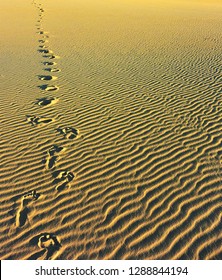 Steps, Footprints On A Walk In Untouched Sand In Fraser Island, Australia, Going Forward In The Sunset, Golden Hours. Vertical Shot, Only Sand, Perfect To Illustrate Movement, Travel, Directions. 