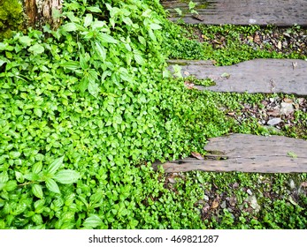steps in forest