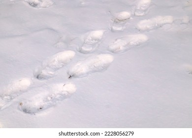 Steps on the first snow. Footprints in the snow.