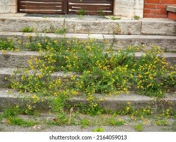 Steps Overgrown With Grass. Overgrown Building Entrance.