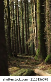 Steps In Wicklow National Park