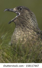 Stercorariidae, Skua